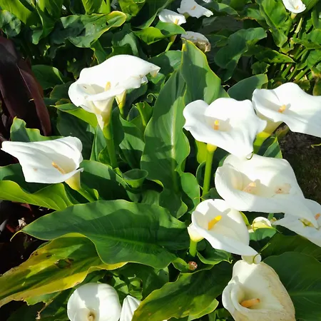 Cantinho Da Ana Tomar