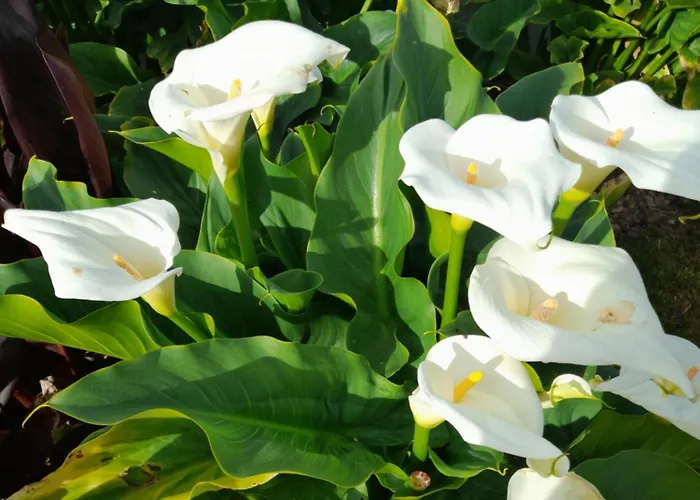 Cantinho Da Ana Tomar